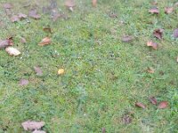 Lobelia pedunculata 2, Saxifraga-Rutger Barendse