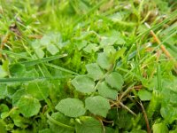 Lobelia pedunculata 3, Saxifraga-Rutger Barendse