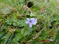 Lobelia pedunculata 4, Saxifraga-Rutger Barendse