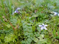 Lobelia pedunculata 5, Saxifraga-Rutger Barendse