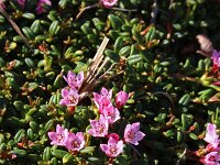 Loiseleuria procumbens 10, Saxifraga-Jeroen Willemsen