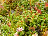 Loiseleuria procumbens 11, Saxifraga-Rutger Barendse
