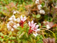 Loiseleuria procumbens 12, Saxifraga-Rutger Barendse