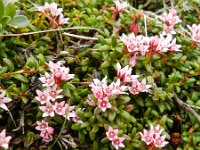 Loiseleuria procumbens 13, Saxifraga-Rutger Barendse