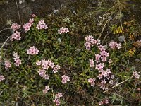Loiseleuria procumbens 3, Saxifraga-Jan van der Straaten