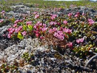 Loiseleuria procumbens 32, Saxifraga-Hans Grotenhuis