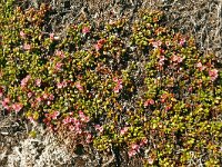 Loiseleuria procumbens 33, Saxifraga-Hans Grotenhuis