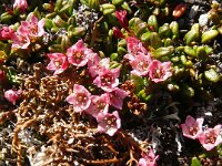 Loiseleuria procumbens 34, Saxifraga-Hans Grotenhuis