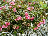 Loiseleuria procumbens 35, Saxifraga-Hans Grotenhuis