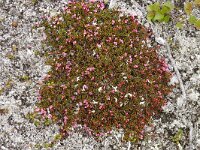 Loiseleuria procumbens 36, Saxifraga-Hans Grotenhuis