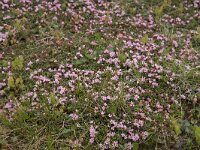 Loiseleuria procumbens 37, Saxifraga-Willem van Kruijsbergen