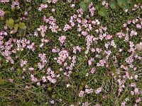 Loiseleuria procumbens 38, Saxifraga-Willem van Kruijsbergen