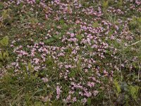 Loiseleuria procumbens 39, Saxifraga-Willem van Kruijsbergen