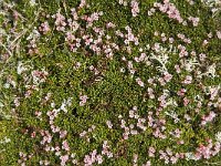 Loiseleuria procumbens 4, Saxifraga-Jan van der Straaten