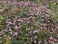 Loiseleuria procumbens 40, Saxifraga-Willem van Kruijsbergen
