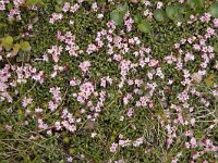 Loiseleuria procumbens 41, Saxifraga-Willem van Kruijsbergen