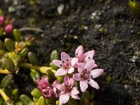 Loiseleuria procumbens 5, Saxifraga-Jan van der Straaten