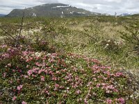 Loiseleuria procumbens 6, Saxifraga-Jan van der Straaten