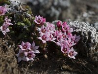 Loiseleuria procumbens 8, Saxifraga-Peter Stein