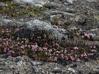 Loiseleuria procumbens 9, Saxifraga-Peter Stein