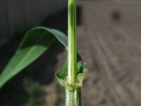 Lolium multiflorum 2, Italiaans raaigras, Saxifraga-Rutger Barendse