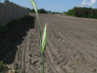 Lolium multiflorum 3, Italiaans raaigras, Saxifraga-Rutger Barendse