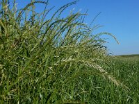 Lolium multiflorum 4, Italiaans raaigras, Saxifraga-Peter Meininger