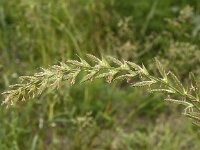 Lolium multiflorum 5, Italiaans raaigras, Saxifraga-Peter Meininger