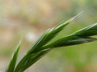 Lolium multiflorum 6, Italiaans raaigras, Saxifraga-Rutger Barendse