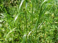 Lolium multiflorum 7, Italiaans raaigras, Saxifraga-Rutger Barendse