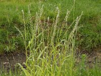 Lolium multiflorum 8, Italiaans raaigras, Saxifraga-Ed Stikvoort