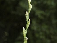 Lolium perenne, Perennial Rye-grass