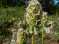 Lomelosia micrantha 5, Saxifraga-Ed Stikvoort