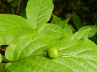 Lonicera alpigena 10, Saxifraga-Rutger Barendse