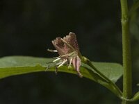 Lonicera alpigena 3, Saxifraga-Jan van der Straaten