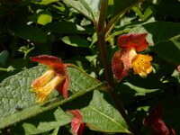 Lonicera involucrata