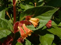 Lonicera involucrata 2, Ledebours kamperfoelie, Saxifraga-Ed Stikvoort