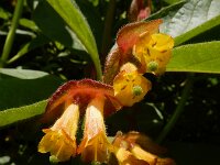 Lonicera involucrata 3, Ledebours kamperfoelie, Saxifraga-Ed Stikvoort