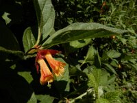 Lonicera involucrata 7, Ledebours kamperfoelie, Saxifraga-Ed Stikvoort : Hongaarse wikke gg A900 Lamswaarde