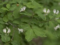 Lonicera nigra 2, Saxifraga-Willem van Kruijsbergen