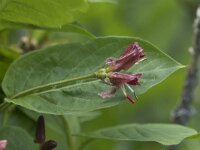 Lonicera nigra 4, Saxifraga-Willem van Kruijsbergen