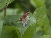 Lonicera nigra 5, Saxifraga-Willem van Kruijsbergen