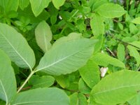 Lonicera nigra 6, Saxifraga-Rutger Barendse