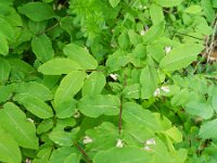 Lonicera nigra 7, Saxifraga-Rutger Barendse