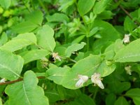 Lonicera nigra 8, Saxifraga-Rutger Barendse