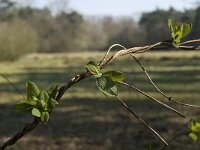 Lonicera periclymenum 10, Wilde kamperfioelie, Saxifraga-Marijke Verhagen
