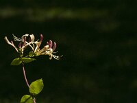 Lonicera periclymenum 11, Wilde kamperfoelie, Saxifraga-Jan van der Straaten