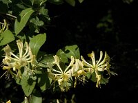 Lonicera periclymenum 12, Wilde kamperfoelie, Saxifraga-Jan van der Straaten