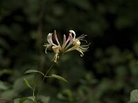 Lonicera periclymenum 13, Wilde kamperfoelie, Saxifraga-Jan van der Straaten