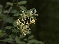 Lonicera periclymenum 14, Wilde kamperfoelie, Saxifraga-Jan van der Straaten